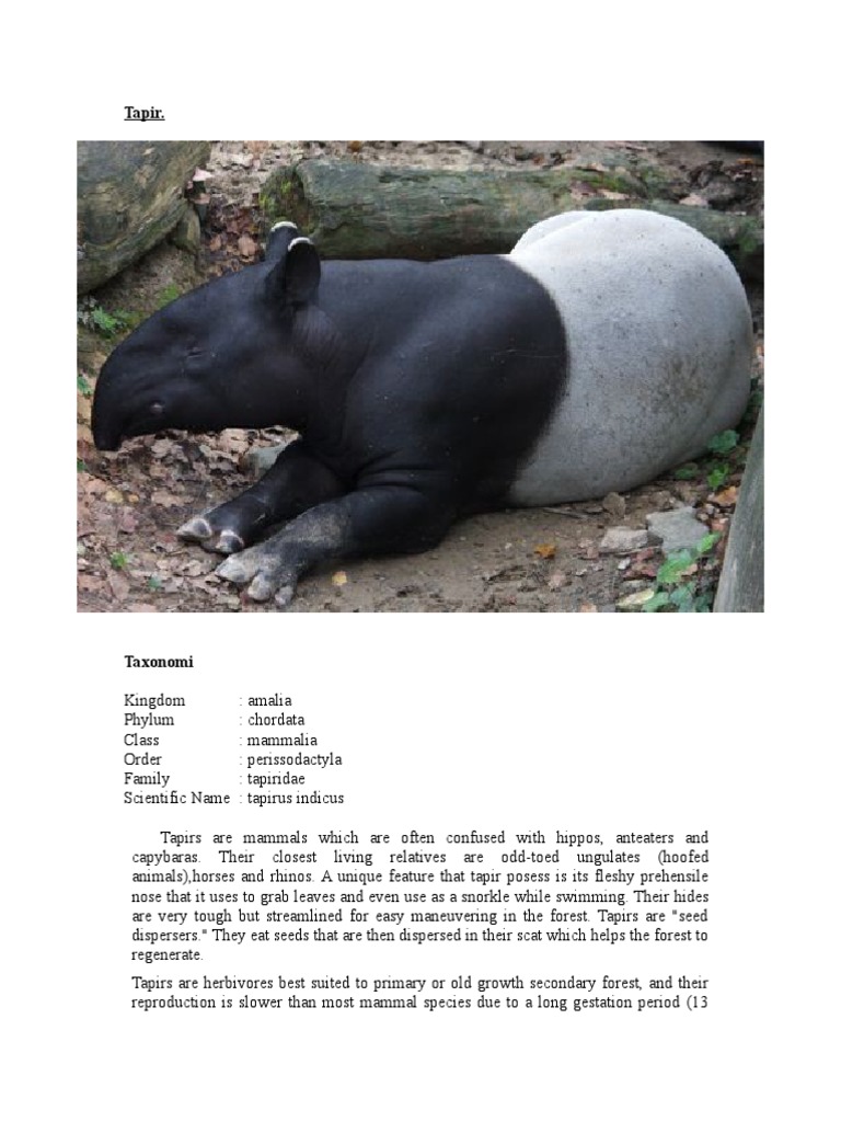 Tapir | PDF | Biodiversity | Mammals