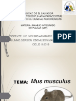Mus Musculus