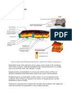 1 3 Cell Membrane