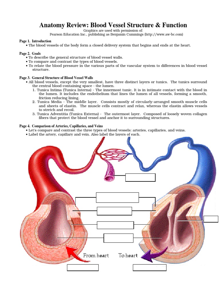 Blood Vessel Anatomy and Function | PDF | Artery | Vasodilation