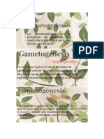 La Gametogenesis en Plantas Angiospermas