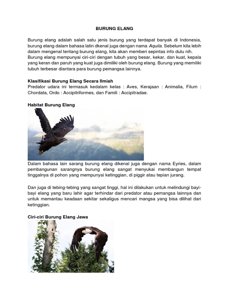 7300 Koleksi Gambar Burung Elang Dan Jenisnya Gratis Terbaik