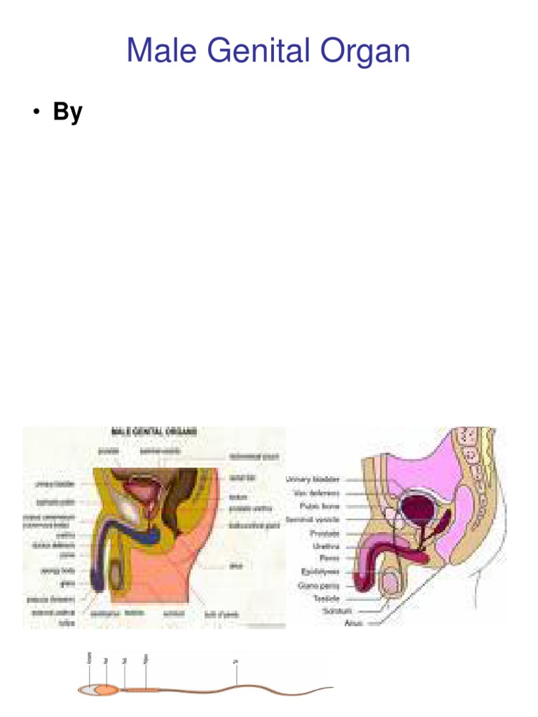 overview-of-male-genital-anatomy-pdf-penis-testicle