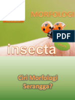 Morfologi Insecta New