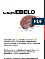 Cerebelo