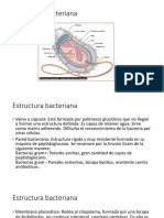 Estructura bacteriana