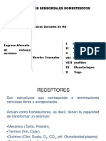 Sistema Sensorial