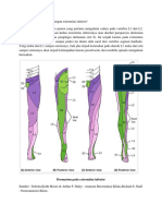 Cedera Dgn Ext. Inferior