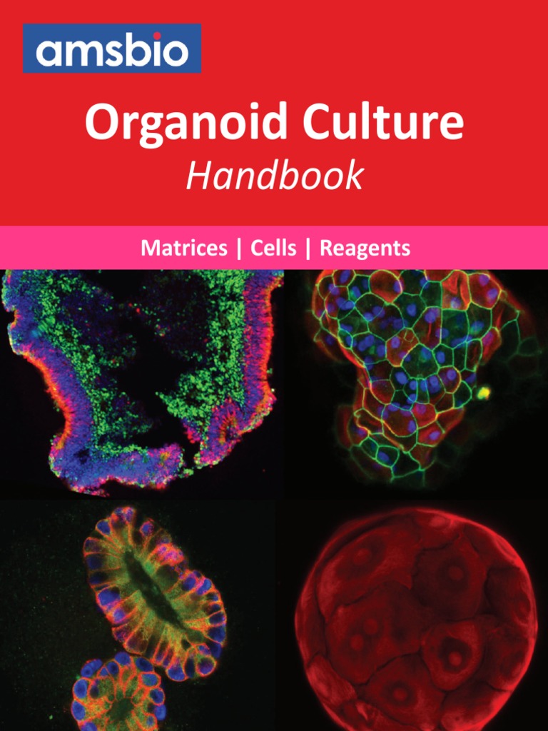 Organoid Culture Handbook Cell Culture Cell Biology