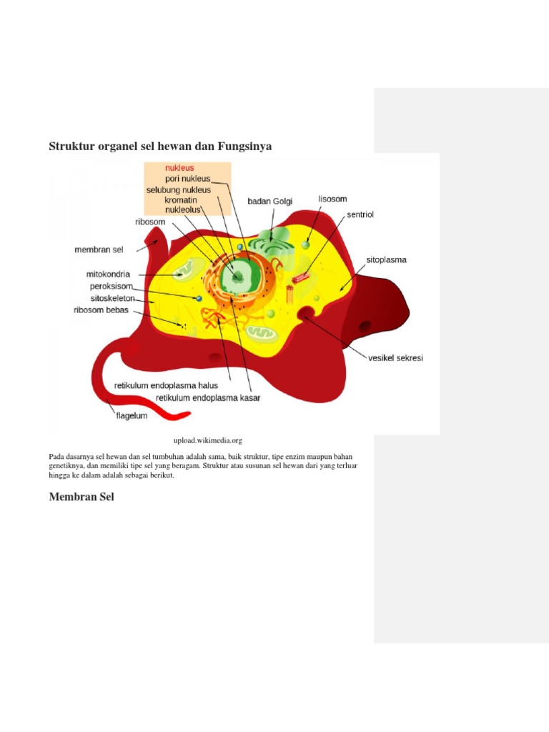 Struktur Organel  Sel  Hewan  Dan  Fungsinya  Berbagi Struktur