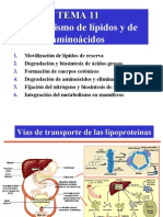 Tema11 Metabolismo de Lipidos