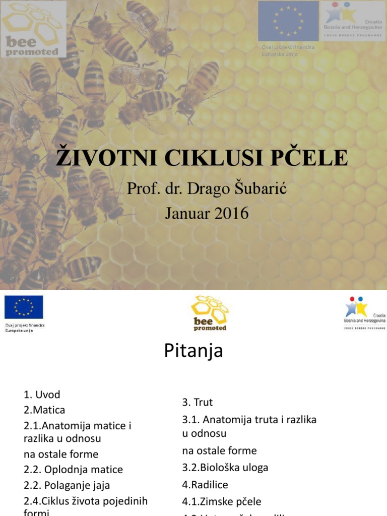 животни циклус пчеле PDF | PDF