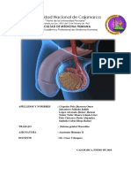 Sistema Genital Masculino