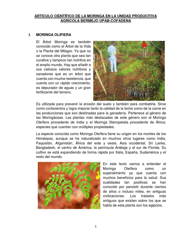 Moringa Vital (@moringa_vital) • Instagram photos and videos, image size:768x1024