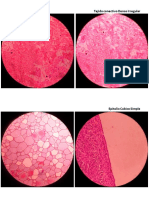 Fotos de Histologia 1