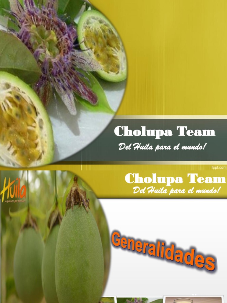 Cholupa: Fruta Exótica del Huila | PDF | Mercado (economía) | Plantas