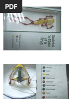Frog Skeletal 2