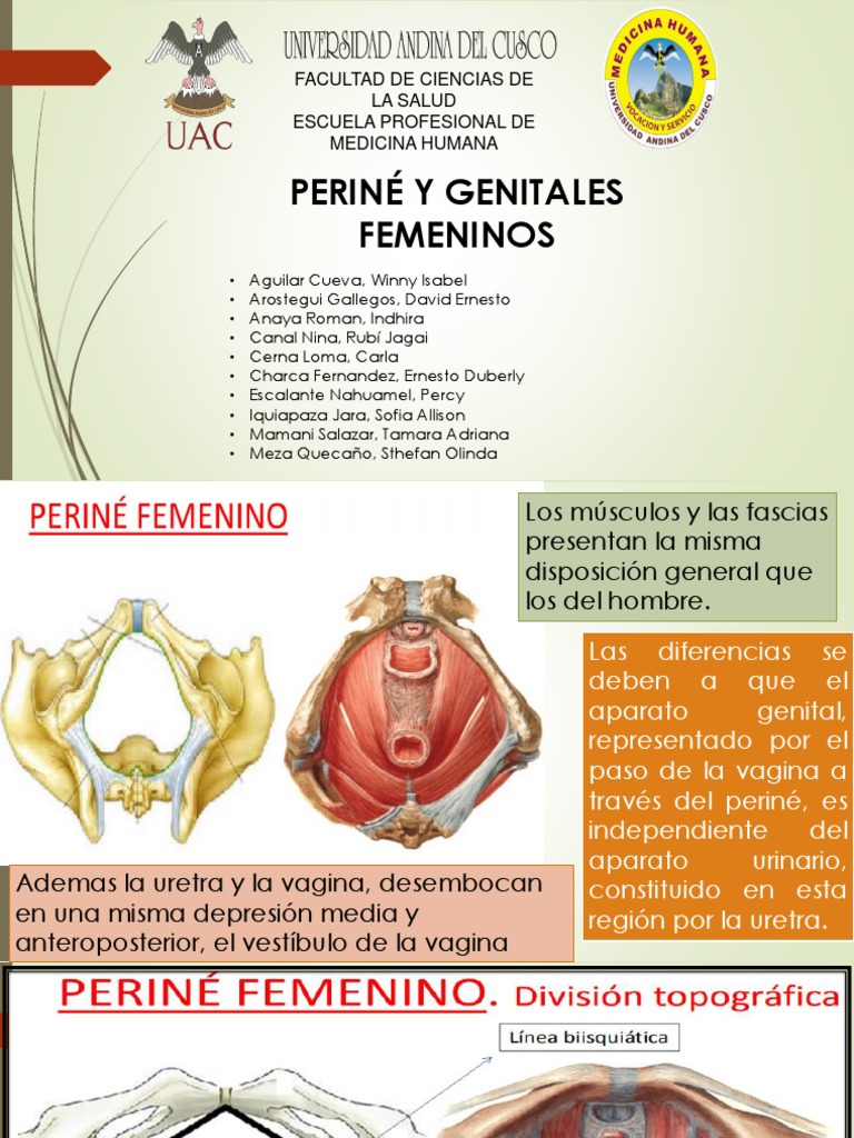 Perine y Genitales Femeninos | PDF | Útero | Vagina