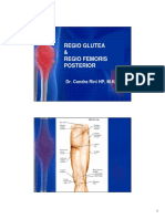 Regio Glutea Dan Femoris Posterior