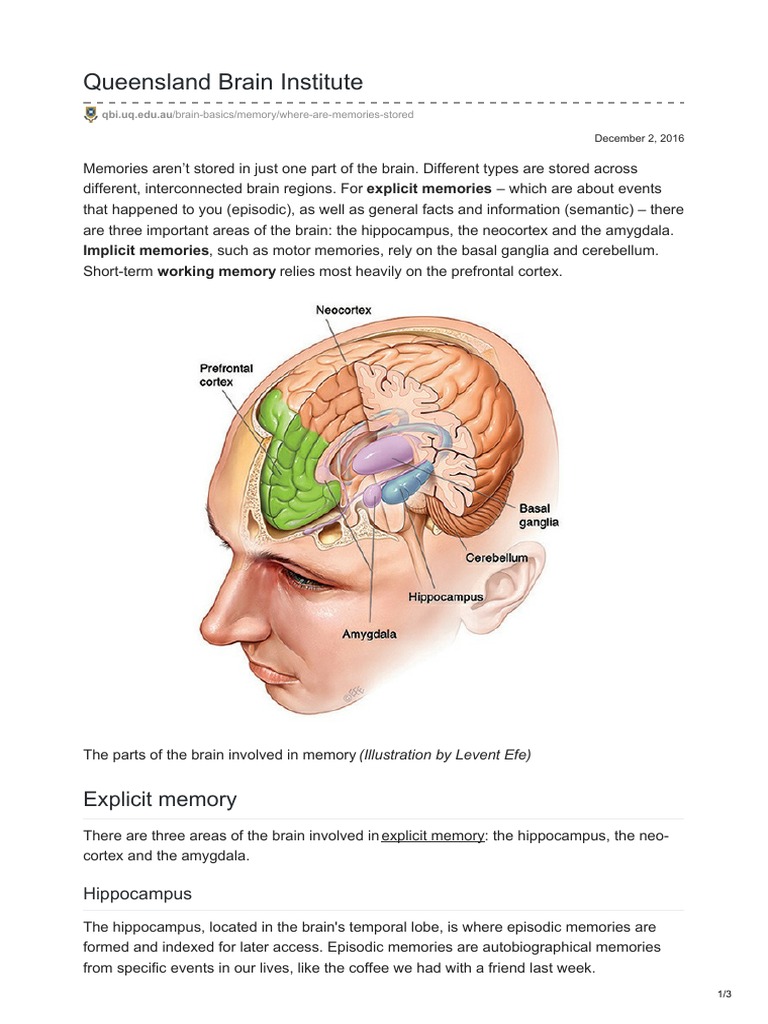 Brain Regions for Memory Storage | PDF | Hippocampus | Memory