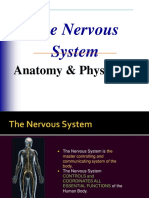 The Nervous System: Anatomy & Physiology