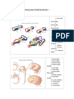 Sua Vesiculas Embrionarias II PDF