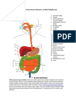 24 Organ Pada Sistem Pencernaan Manusia