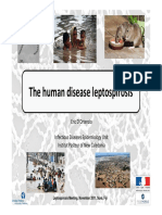 The Human Disease Leptospirosis