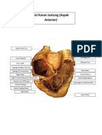 Sisi Kanan Jantung (Aspek Anterior)