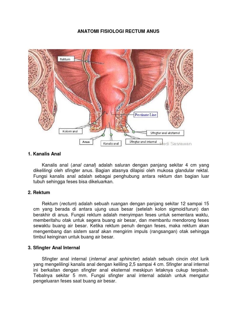 Anatomi dan Fungsi Rektum serta Anus | PDF | Kesehatan Holistik