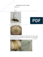 Identifikasi Lumut Tanduk