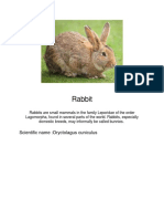 Rabbit: Scientific Name:oryctolagus Cuniculus