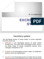 Excretory System: BY: Evi Susanti Putri