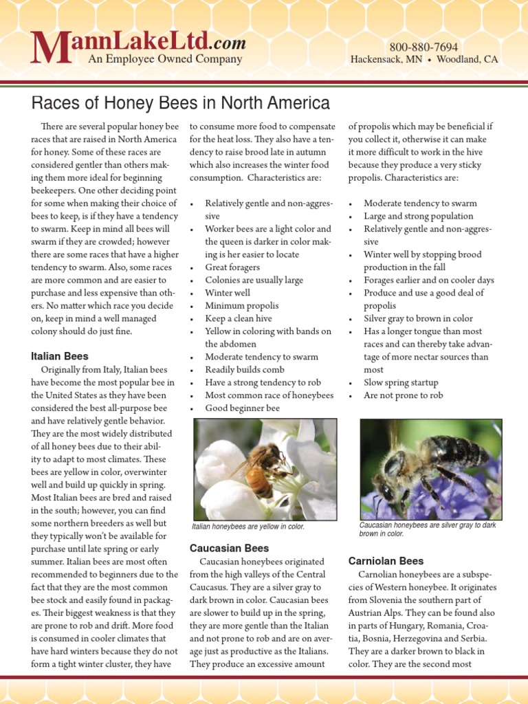 Races Honeybees | PDF | Honey Bee | Bees