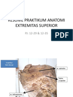 Praktikum Anatomi - Ext. Superior