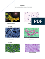 Asiignment Food Microbe