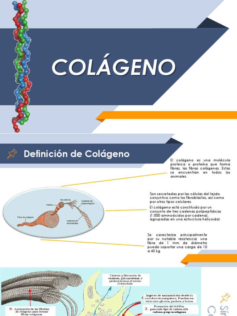 Estructura y Función del Colágeno | PDF | Colágeno | Proteínas