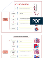 Circulacion Fetal