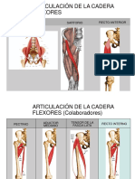 tema-8-musculos-de-la-cadera.pdf