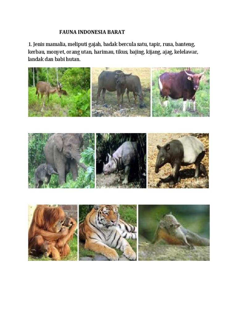Gajah sumatra, badak bercula satu, banteng, macan dan tapir adalah ragam fauna di indonesia yang dapat dikategorikan dalam tipe ….