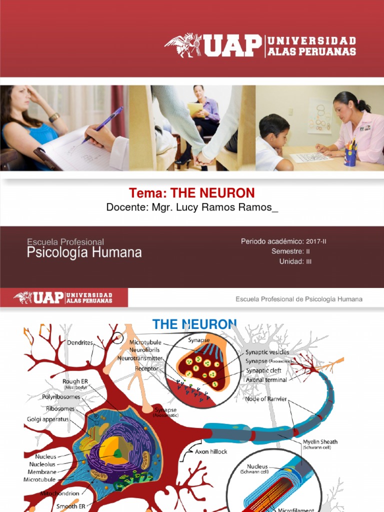 Understanding Neurons and Their Functions | PDF