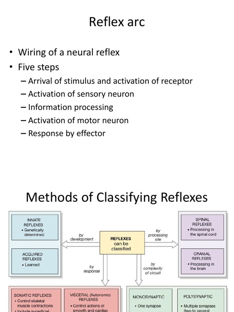 Understanding Neural Reflexes | PDF