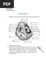 Guia Actividades Celula II MEDIOS