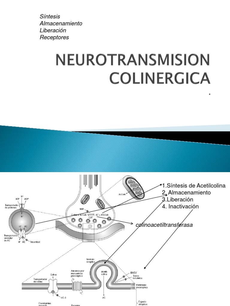 Neurotransmision Colinergica | PDF | Neurona | Sinapsis