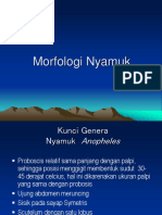 Morfologi Genus Nyamuk