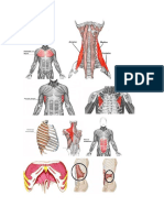 Músculos Respiratorios