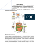 El Sistema Digestivo