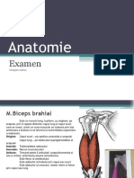 Anatomie 1