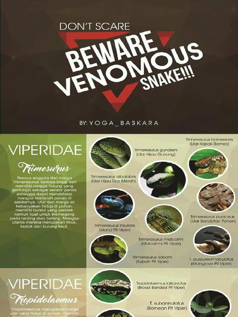 Venomous Snake | PDF