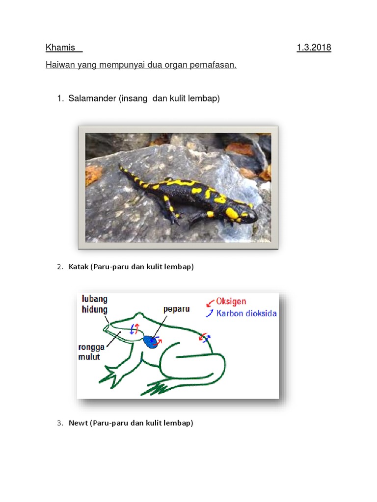 Haiwan 2 Organ Pernafasan Pdf